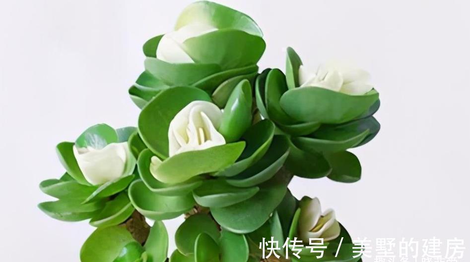 寓意|9种“带钱花”,家里养一盆,寓意财源滚滚来,最后2种你见吗?