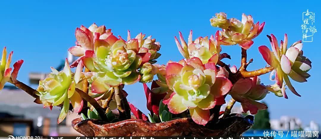 多肉|你是爱,是暖,是希望,你是人间四月天!