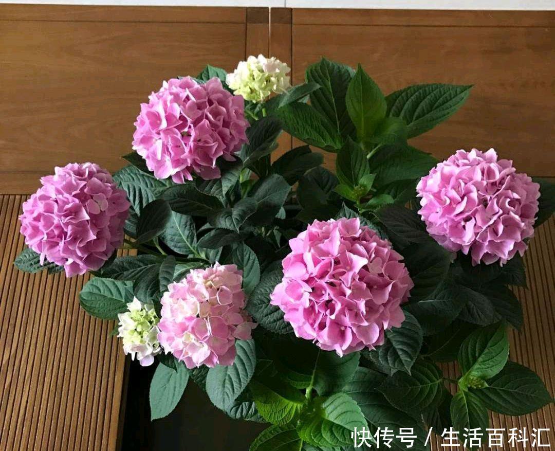 新芽|绣球花冬季才长新芽,会影响绣球花越冬吗,如何保证明年早开花