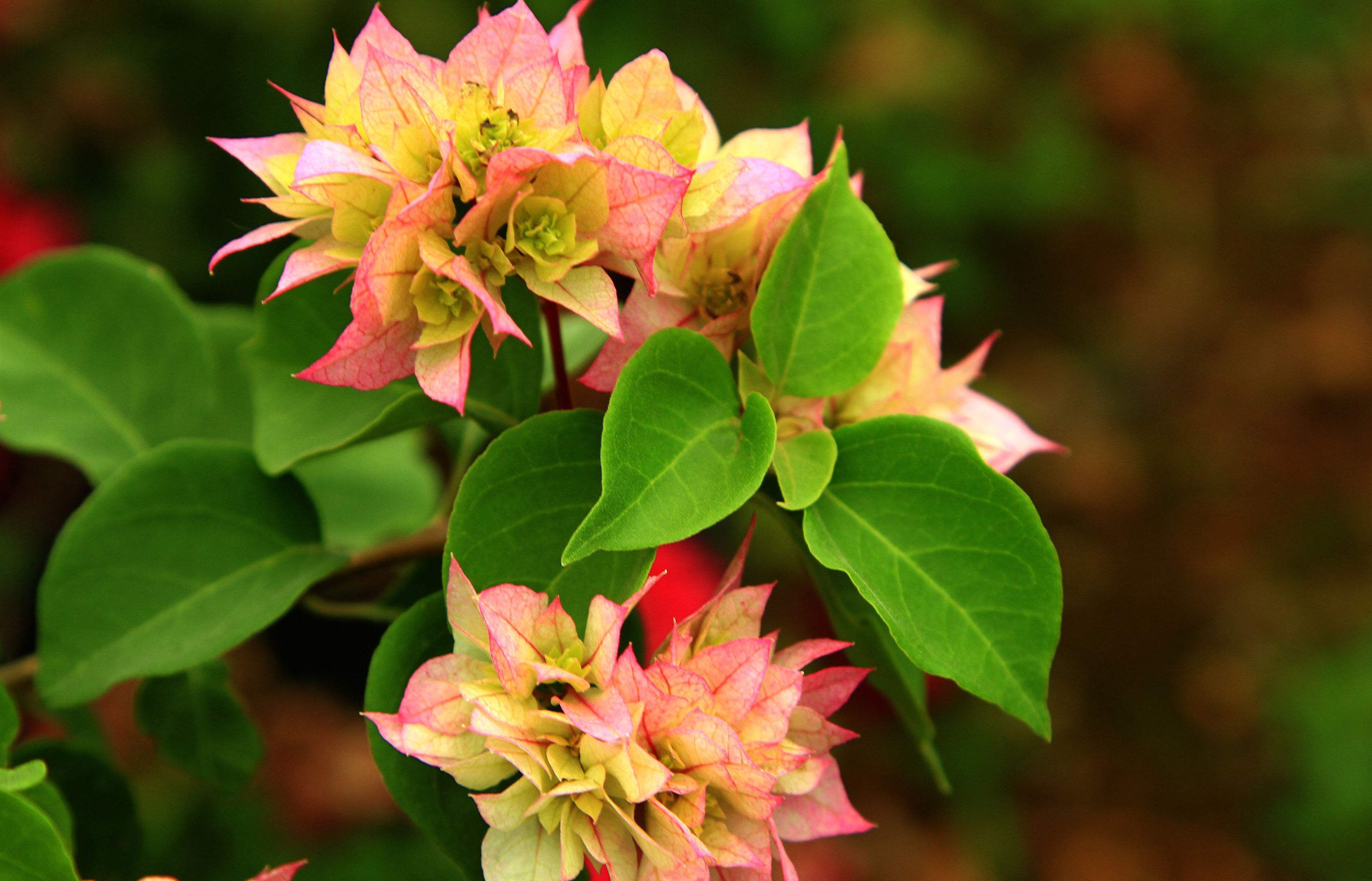 三角梅花期长，很适合盆栽，什么时候给三角梅换盆好