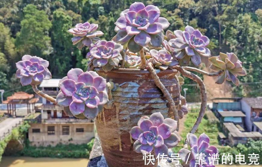 多肉紫乐掉叶子长不好?简单几步,恢复生长爆侧芽,养成小老桩