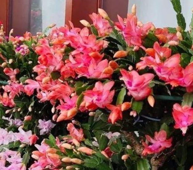 春季养此款花卉，花大服盆快，花型圆滚惹人爱，值得拥有