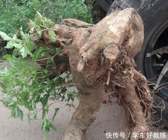 人说农村黄荆“不值钱”,放牛娃天天挖,说做成精品盆景就值了!