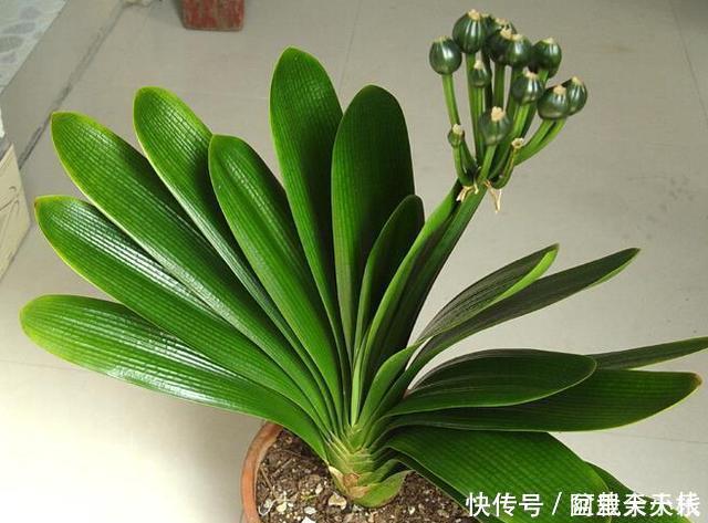 “1种水”浇君子兰,7天冒出“大白根”,30天枝叶油绿,冒花芽