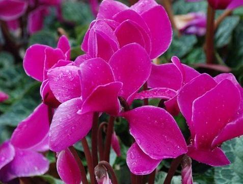 有些花不能“乱喷水”，这3种花叶片来点水，不知不觉就养死了