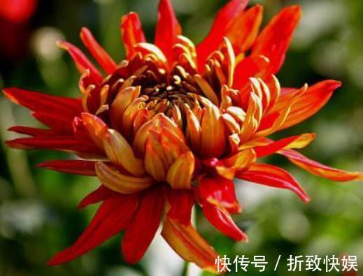 养盆“红菊”摆客厅，花朵有双色，便宜又好养，花一开“满屋红”