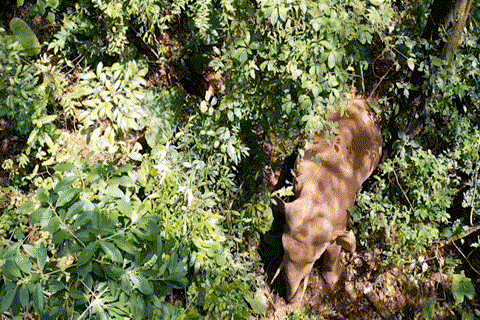 普洱市 普洱:“象”见恨晚的地方