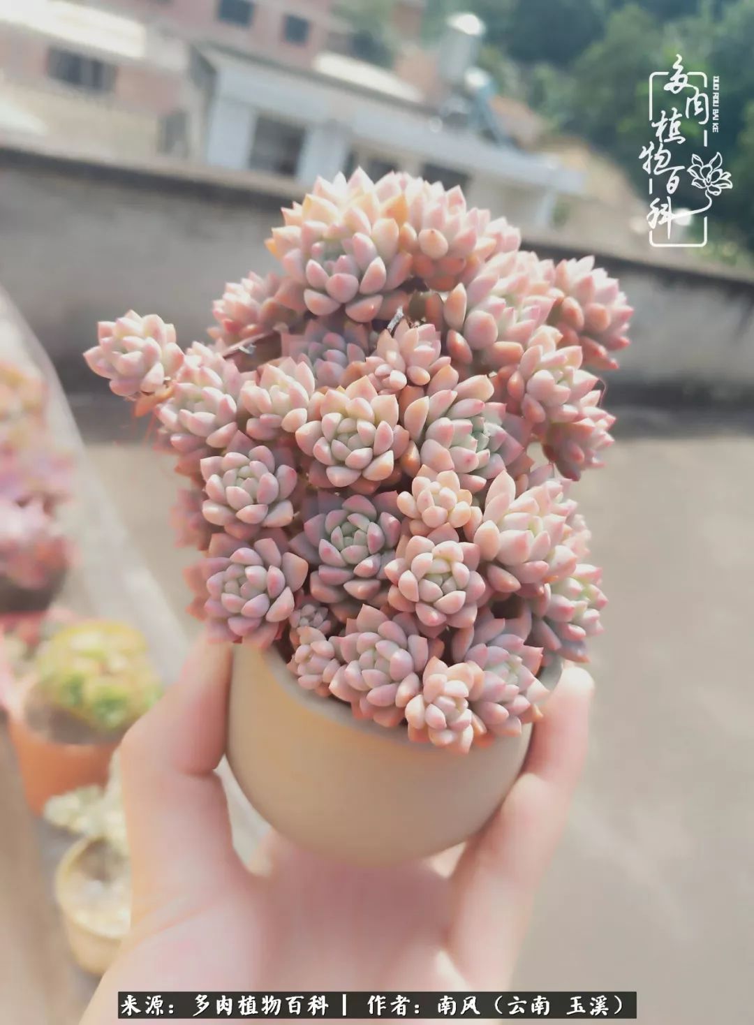 从小喜欢绿植，后来遇见多肉，情不知所起，那就再接再厉！