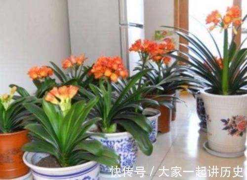 4种花适合新手养,不用费心,家里养两盆,旺财又旺宅