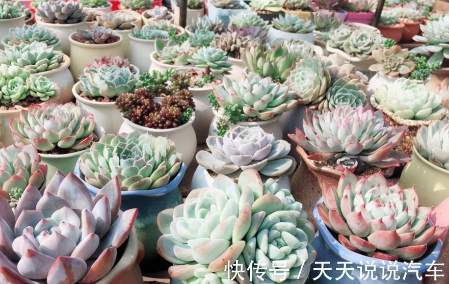 徒长后的多肉该怎么处理？砍头、扦插，按这些步骤操作准没错