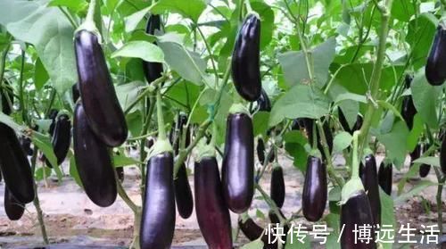 平稳|高血脂患者谨记：多吃3物，做好3事，平稳血脂，血管更通畅