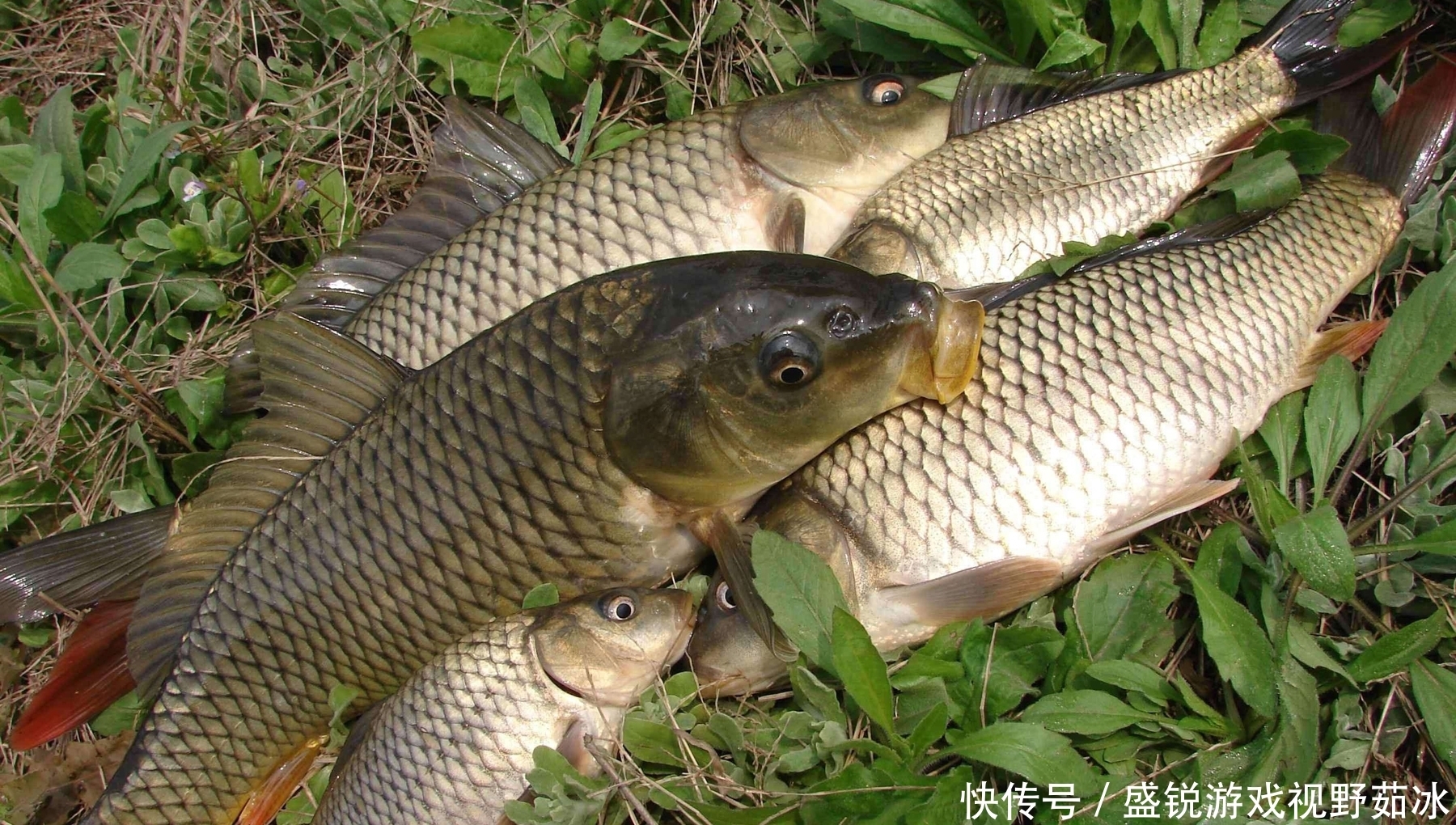 野钓|野生大鱼最喜欢哪种气味的食物?高端的野钓大鱼窝料所具备的特征