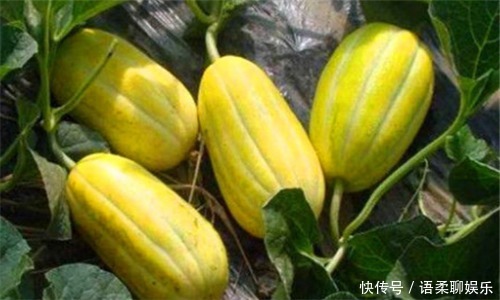 红心芭乐红心芭乐|想要长寿,就要排毒,常吃3种食物,排毒燃脂,清理肠胃