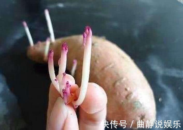 营养价值|此种食物发芽后吃,反而没毒,而且营养价值翻倍