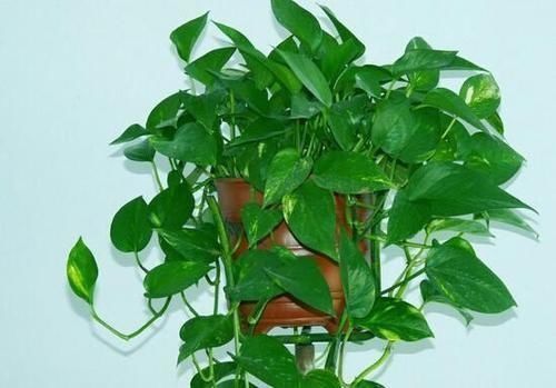 叶子|秋后养绿萝,浇水加点它,叶子油绿,一窜2米长