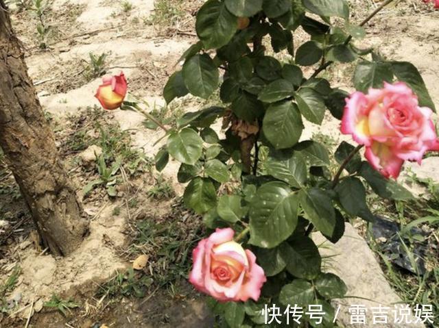 月季花朵变小记得将“3步”做好,20天后花朵“拳头大”,漂亮