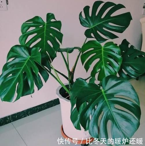 盆栽|室内养什么植物“风水”好?此6种盆栽,人养花,花亦养人