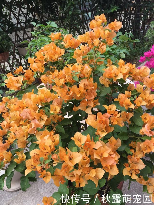 三角梅不开花?黑袋子里“逼一逼”,花期持续到“国庆”