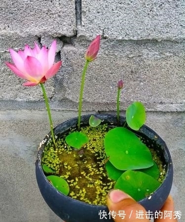 花卉|20种“坑人花”,真的很难养,没有三五年的养花经验,别入坑