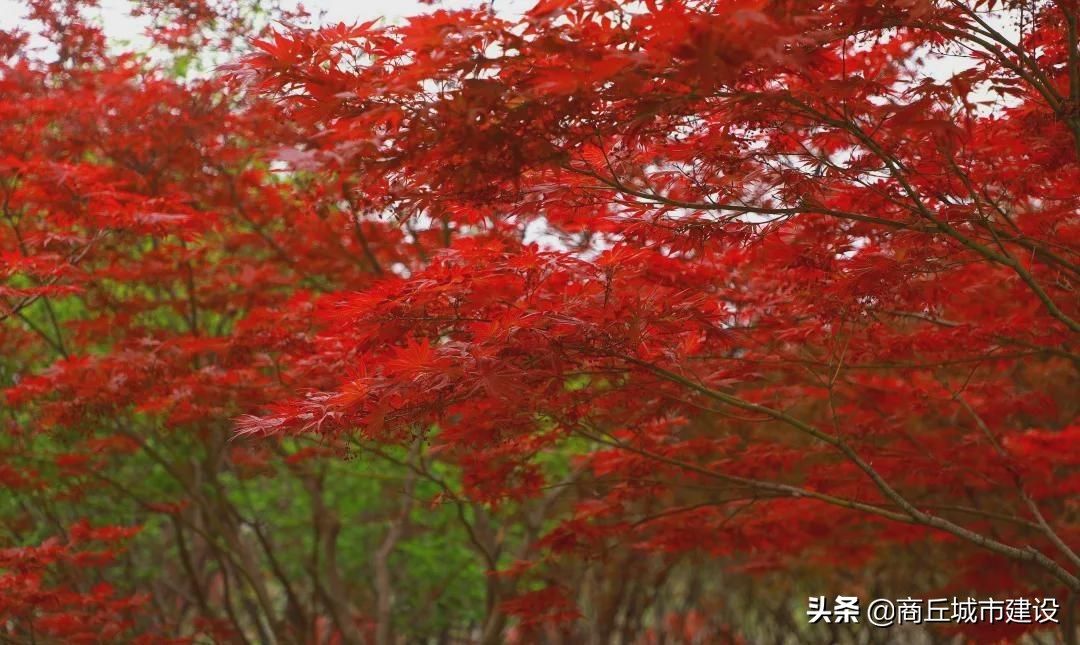 商丘市日月湖景区：春日红枫无限好 赏枫何须待秋时