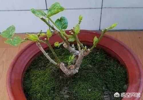 枝条|三角梅新生枝条摘顶了还会开花吗?