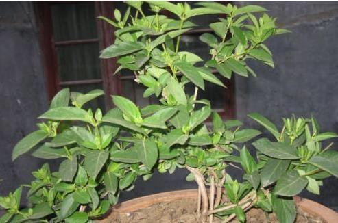 花盆|这花插枝即活,一年爬满阳台,花可泡茶喝,清火明目