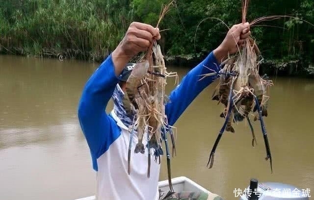 钓到|湄公河虾泛滥成灾，个头大的和小臂一样，游客随便钓都可以钓到