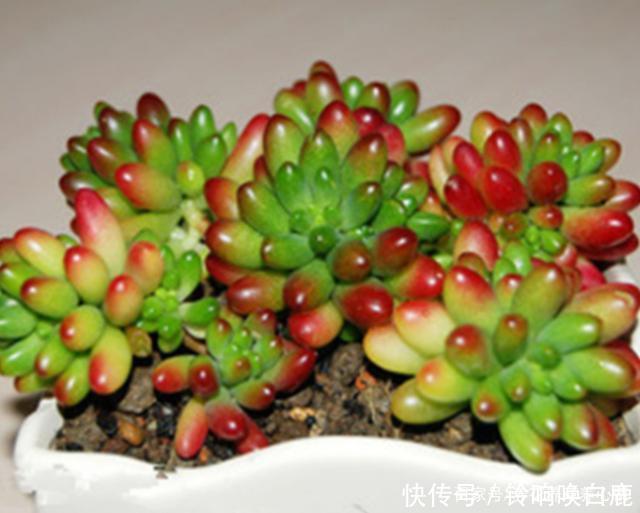秋天就买这8种多肉，叶片变得红红的，好漂亮