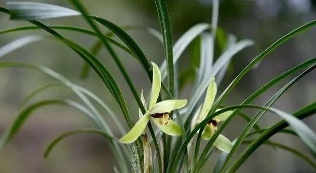 养好兰花的口诀,书本上学不到的经验,喜欢就收藏吧