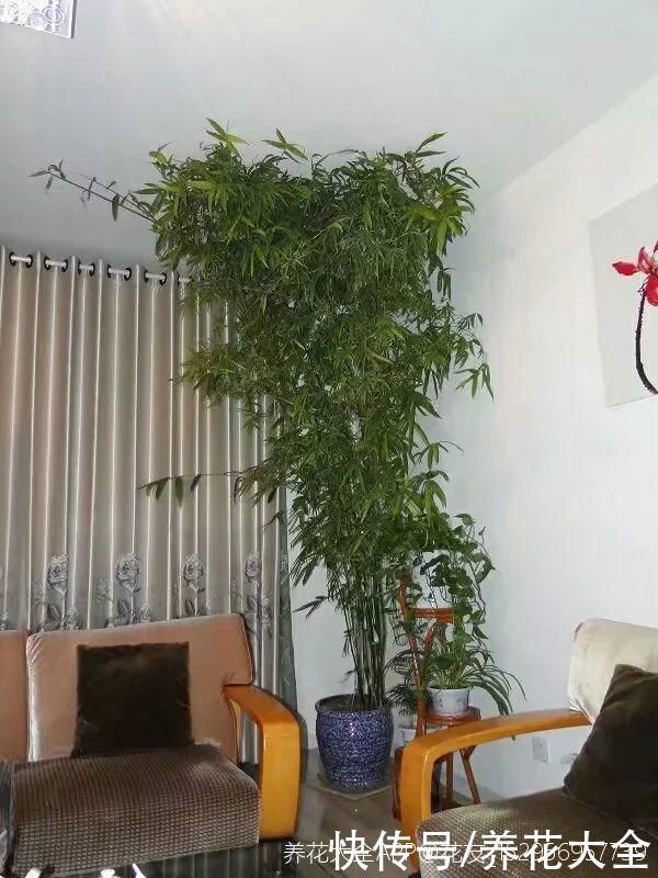 门前不栽竹,门后不留树,老祖宗传下来的养花谚语,特别准