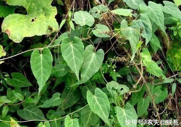 灵芝|生长在屋脚处,常被人忽视,却是“四大仙草”之一,和灵芝齐名