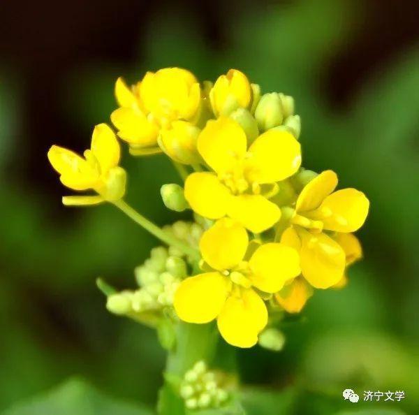 花儿|白菜花儿(散文)
