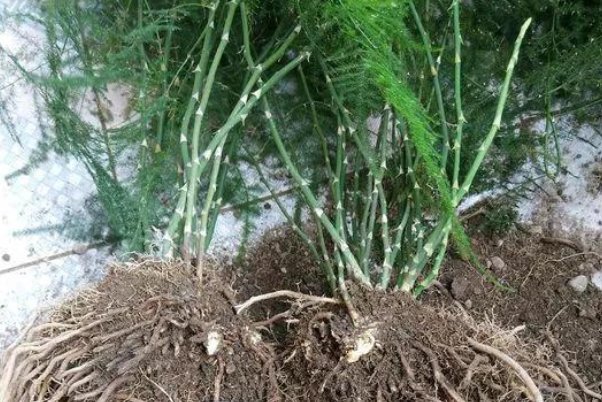 换盆时机到了,家中有此6种花的,再慢一步植物都会“活不长”