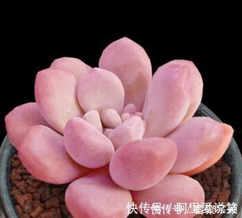 光照|不容错过的8款粉色系多肉,颜值高好养护,仙气十足,适合新手!