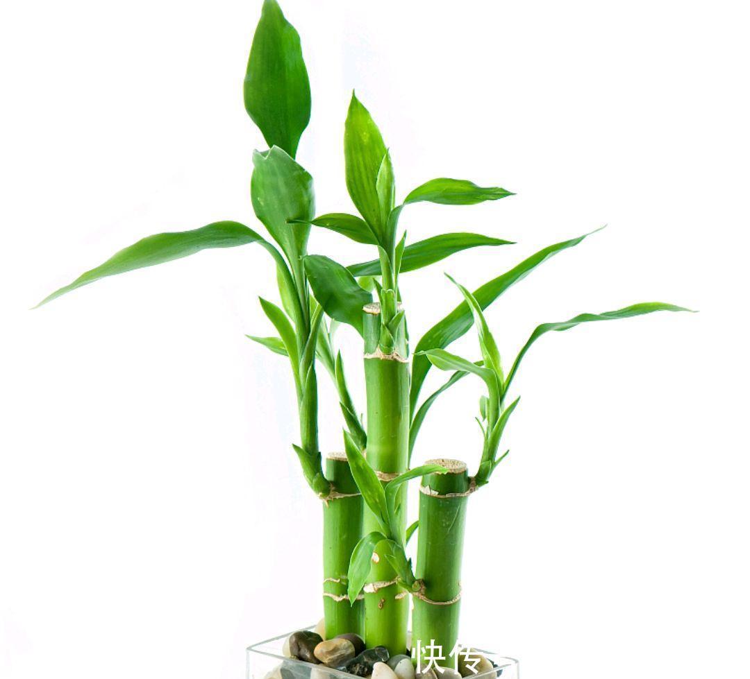 这些绿植,美丽还招财,你养了吗