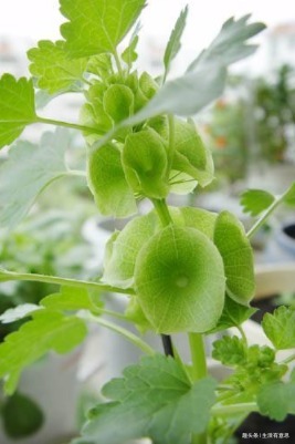 植株|此花，花似贝壳，人称”环保小高手“，养护有道，花开串串