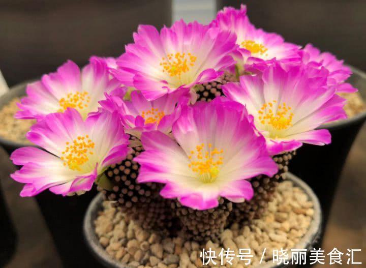 10种花“冷天”长得慢，“穷养”多晒更健壮，不然易烂根，难过冬