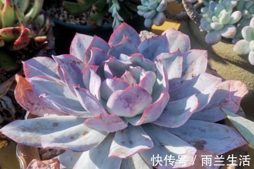 冬季给多肉补光的方式有哪些?建议露养为佳,无条件露养则使用补光灯