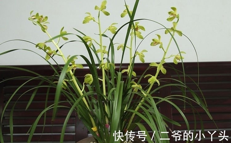 凤仙花|庭院选这几款花，花姿妖娆，花开美观又大气，花色艳丽灿烂无双