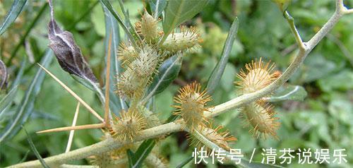 草药|农村常见的野草，虽然是治疗鼻炎和风湿的良药，却也含有剧毒