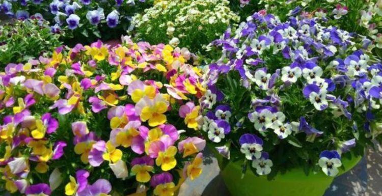 种花|家养4种花,开花吉祥又喜庆,年年开花美翻