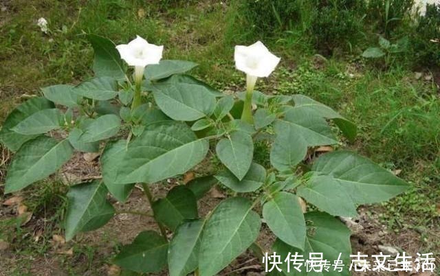 6种常见“野草”,以往人们不在意,一听名字这也太美了,要养