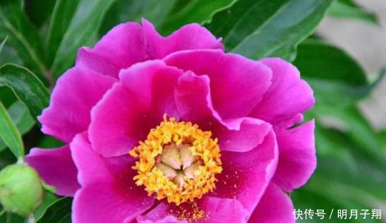 素有“花中之王”的几种花,堪称“开花机器”,美观又好养