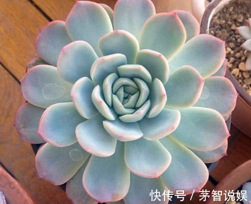 多肉红边月影怎么养教你3个小妙招,种出最红润璀璨的红边月影