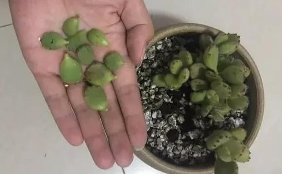 6种花，夏天一定要管住手，水一多就浇死，很多人不知道