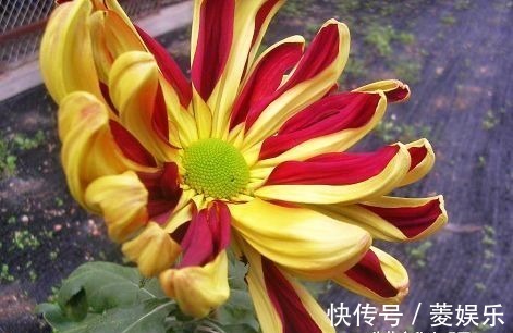 喜欢菊花，不如养盆“五大名菊”帅旗，似统帅旗帜，霸气威武！