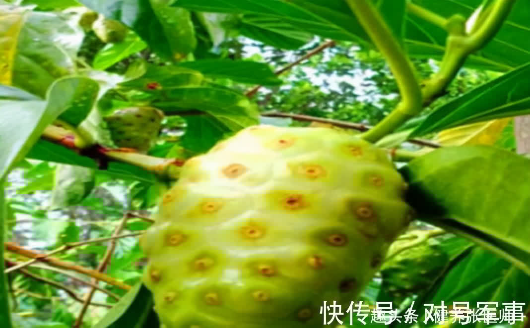 清热降火|秋天养生要会吃，多吃好的食物，生津止渴，清热降火，谁吃谁年轻