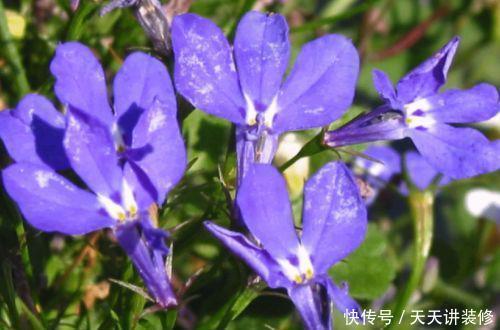 喜欢养花不如试试几种，开花绚丽又多彩，颜值超高