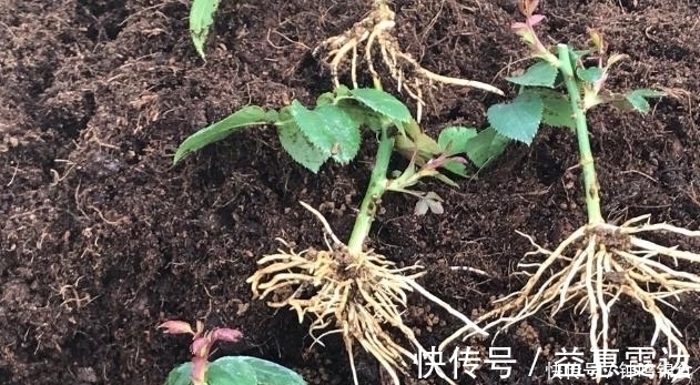 花卉|准备一个塑料瓶，一年四季都能够扦插花草育苗