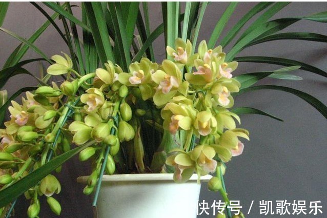 兰花难养，盆里丢以下“3样”东西，长势旺盛，开花成串